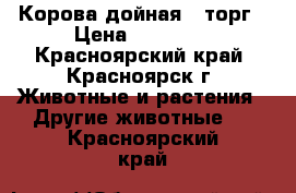 Корова дойная - торг › Цена ­ 60 000 - Красноярский край, Красноярск г. Животные и растения » Другие животные   . Красноярский край